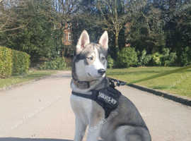 Husky / huskyish Wanted