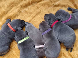 Full Blue Staffy Pups