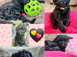 KC registered, DNA/health tested, champions bloodline, 2 black Miniature Poodle boys