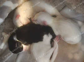 Litter of 4 boy Turkish angoras