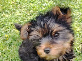 Absolutely Fabulous Yorkshire Terrier Boy Puppy