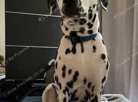 2 year old female Dalmatian