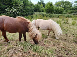 2 miniature shetland stallions - *Price is for both together*