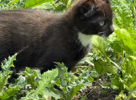 Black and white male kitten