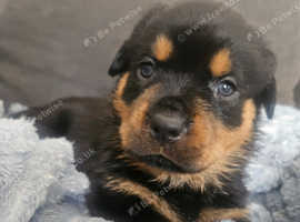 Beautiful chunky Rottweiler puppies