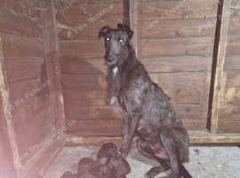 Deerhound x shops collie