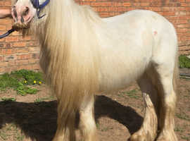 Heavy cob gelding