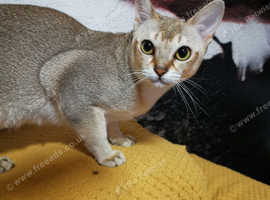 Stunning Singapura kittens TICA reg