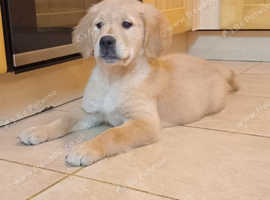 Milo, the only one .golden retriever boy