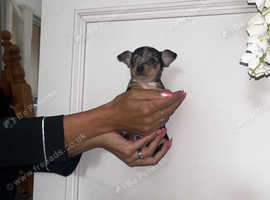 Chihuahua x jack Russell
