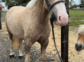 Palomino gelding