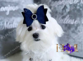 Teacup micro size 1.3 kg KC maltese boy CH bloodline DNA