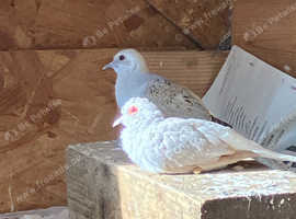 Diamond doves