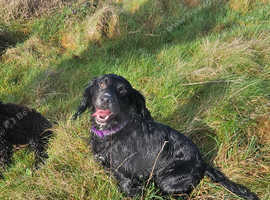 18 month old cocker spaniel hot sale for sale