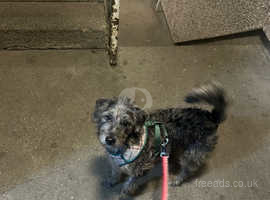 One girl Lakeland terrier cross miniature poodle