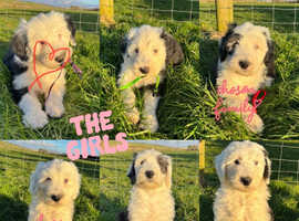 KC Registered Old English Sheepdog puppies
