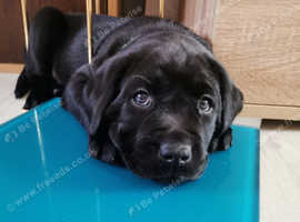 Labrador puppies ready to go