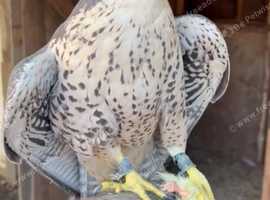 Lanner falcon female 2020