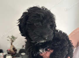 Female 10 week old