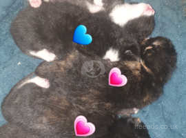 5 beautiful kittens
