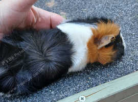 Guinea pigs