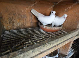 Pigeons