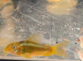 Gold laser Cory