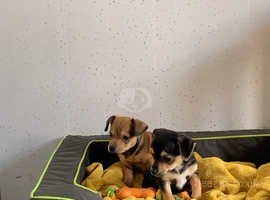 Jack russell hot sale for sale perth