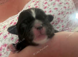 Stunning Cavapooshih pups ready July