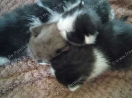 4 mixed litter kittens
