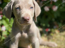 Weimaraner puppies, 6 boys & 2 girls
