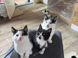 Beautiful Cute Kittens
