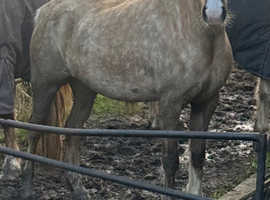 Welsh c filly