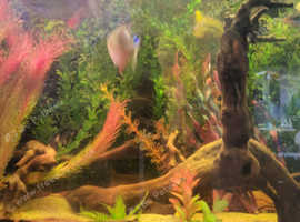 red sea 250 tropical tank