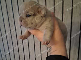 4 beautiful French bulldog puppies