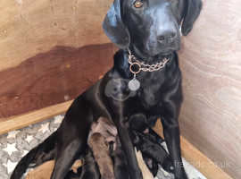 Lab springer mix hot sale puppies for sale