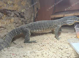 3 year old Argus Monitor
