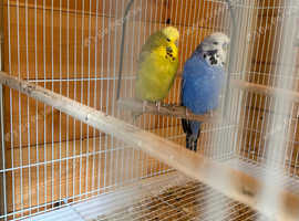 Pair of budgies and cage