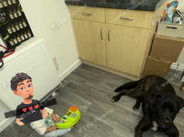Cane corsos cross American ikita