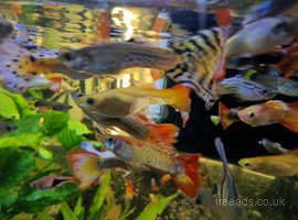 Various types of guppies available