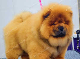 Chow Chows Puppies and Dogs for sale Freeads