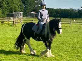 Beautiful chaps registered 13hh mare