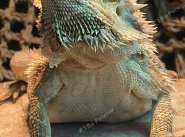 Bearded dragon with full setup