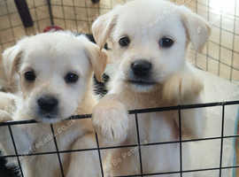 Schnoodle puppies READY IN 1 WEEK