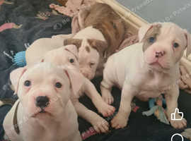 American bandogge shops mastiff puppies