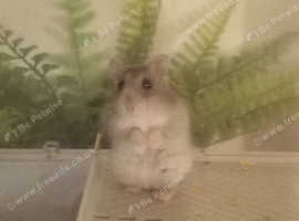 Dwarf hampster for sale