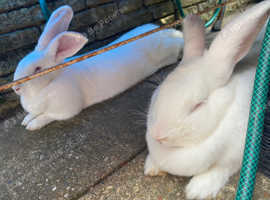 2 female rabbits  sisters