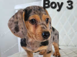 Miniature dachshund puppies