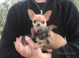 77+ Teacup Chihuahua Dogs For Sale