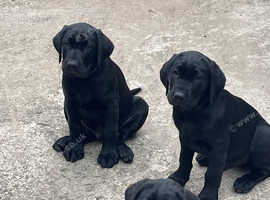 KC Registered working Black Lab puppies
